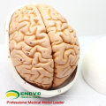 SKULL01 (12326) Medizinische Wissenschaft Gehirn Removable Menschen Schädel Anatomische Bildung Modelle